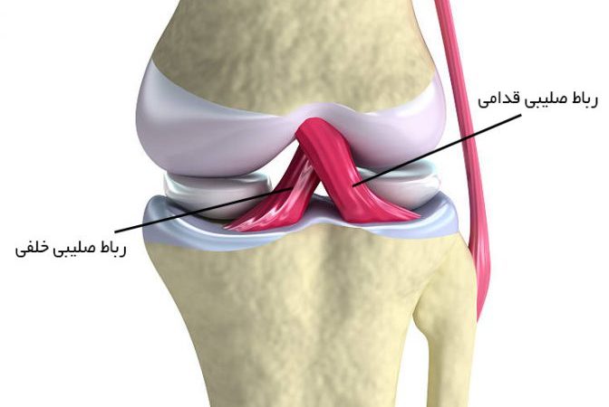 عکس رباط صلیبی زانو